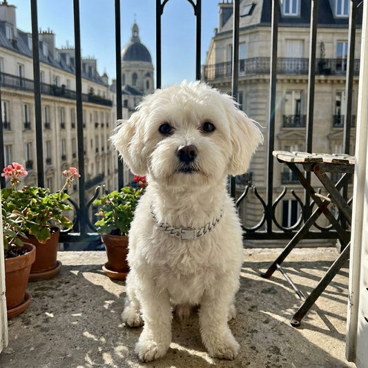 Palais Royal Collar - Statement Elegance for Modern Pets