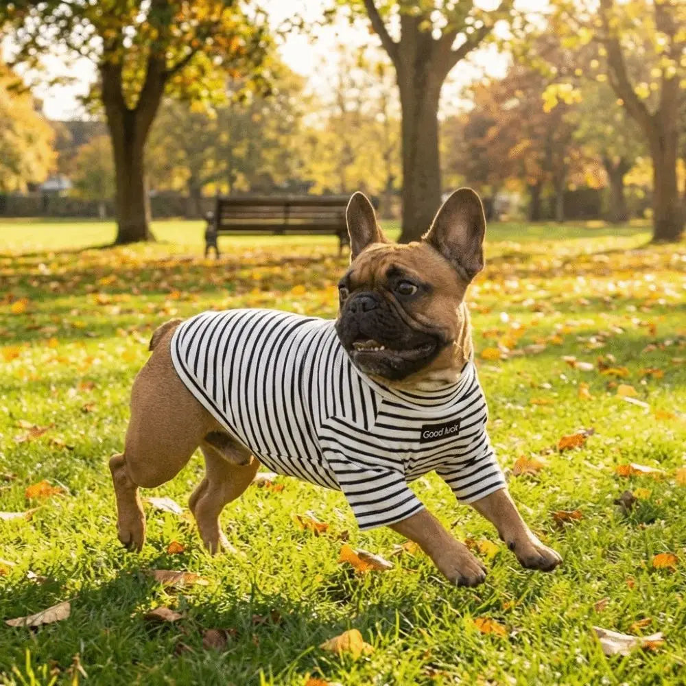 Parisian Style for Modern Pets