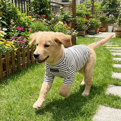 Parisian Style for Modern Pets